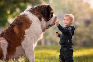 Що мріє велику собаку? Що мріє велику собаку?
